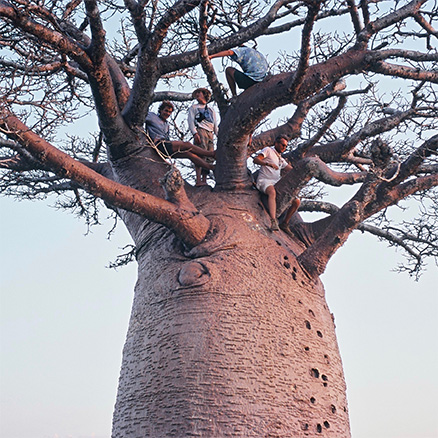 Expeditioners atop a 20m tall baobab in Madagascar: not every travel health risk is predictable