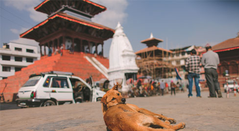 Stray dogs are a significant risk for rabies in China