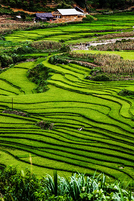 Rice fields near Ubud, Bali: classical breeding ground of the mosquitoes which transmit Japanese encephalitis