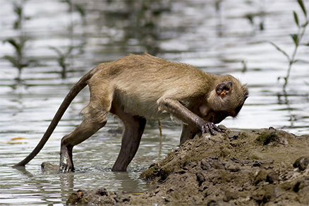 Crab eating macaques, Borneo: carriers of Plasmodium knowlesi malaria infection