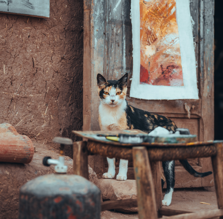Cats are a relatively common source of rabies in Morocco (34% of cases)
