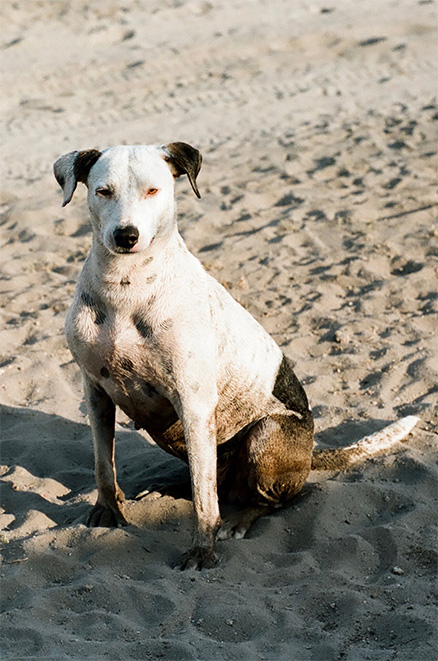 Rescued feral dog in Ibo, Mozambique: now sterilised, dewormed, vaccinated against rabies and given a loving home